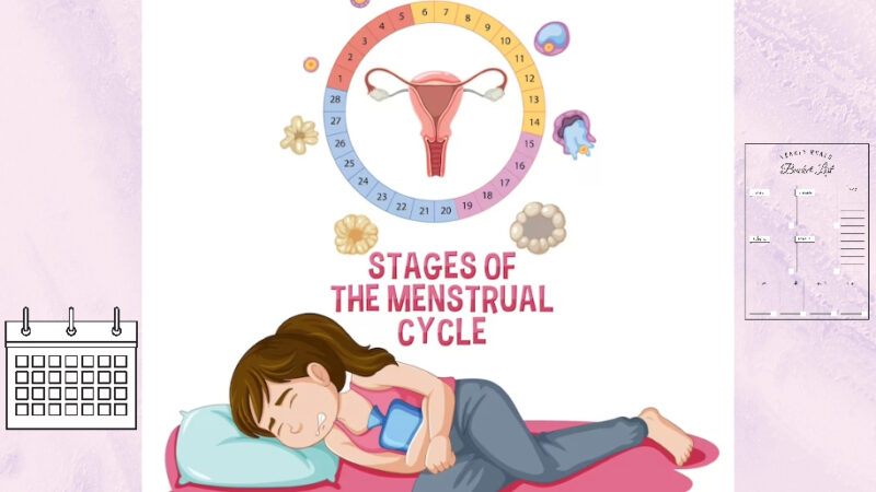Follicular Phase-Guide to Understanding Your Menstrual Cycle